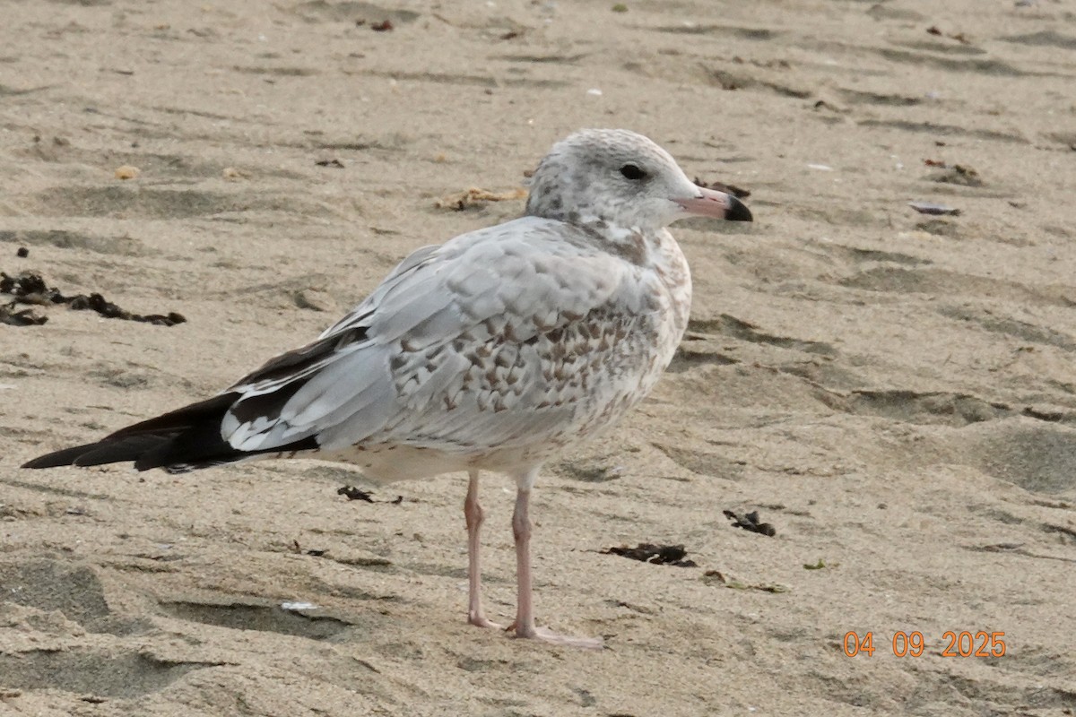Gaviota de Delaware - ML641366815