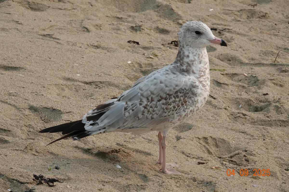 Ring-billed Gull - ML641366816