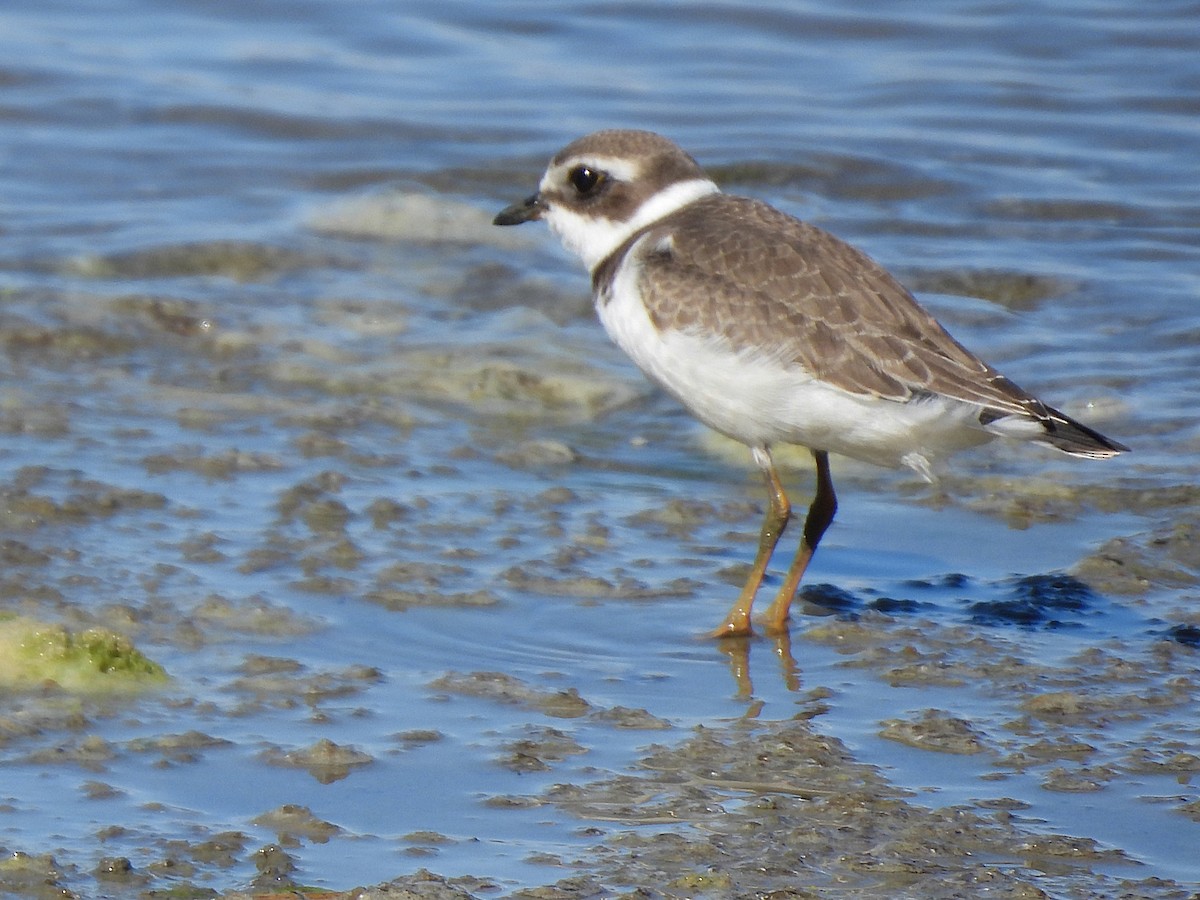 Semipalmated Plover - ML641366820