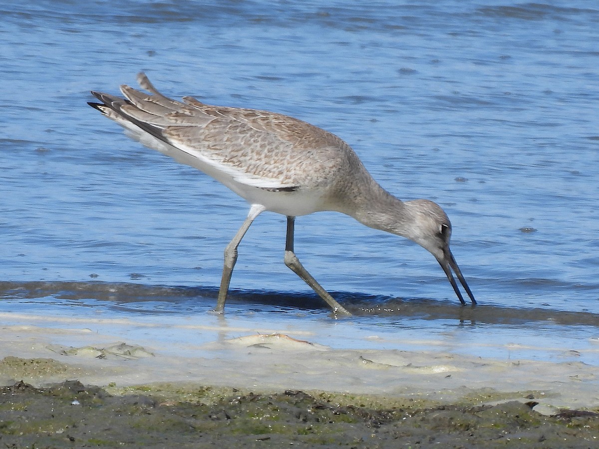 Willet - ML641366832