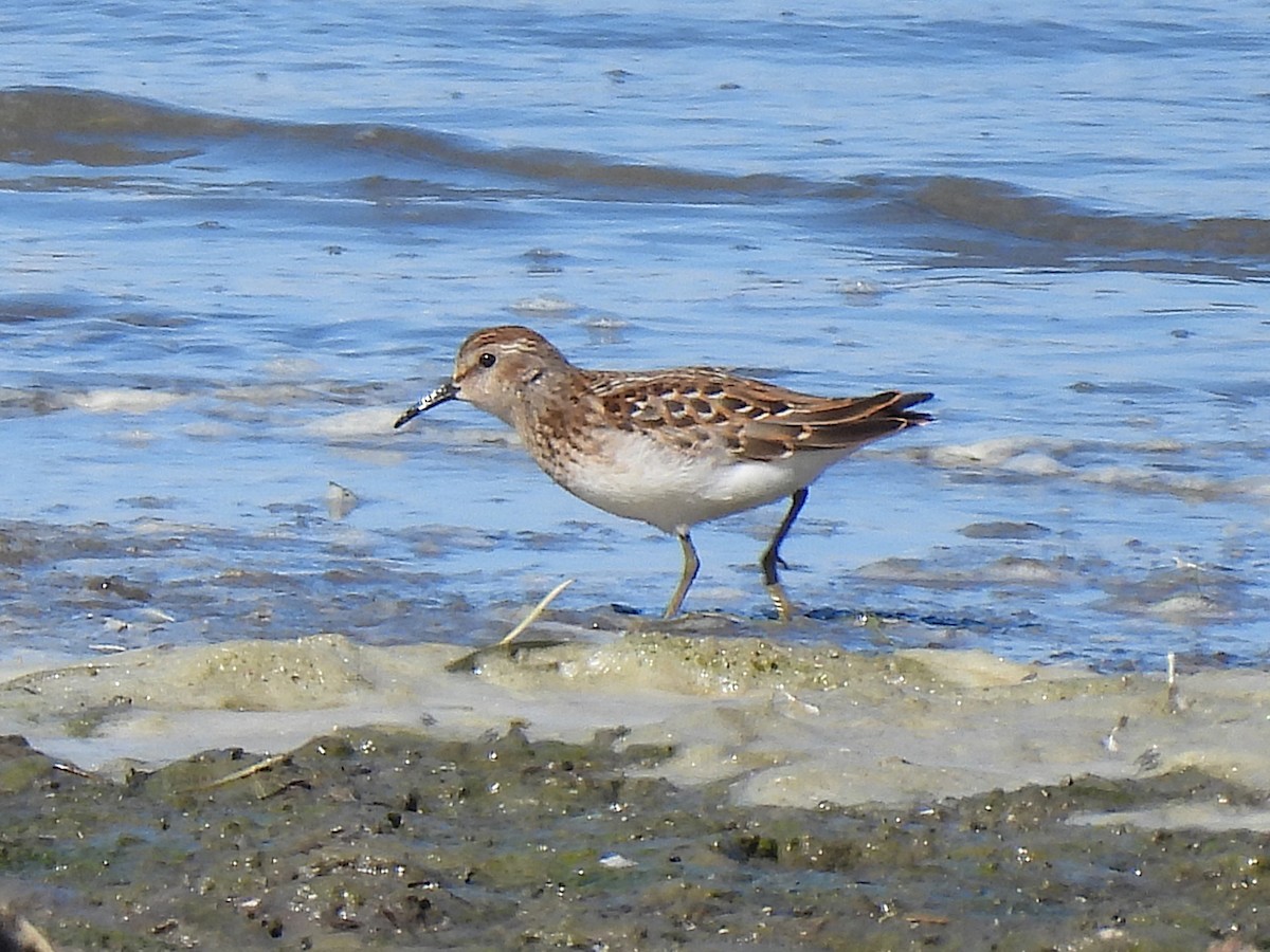Least Sandpiper - ML641366843