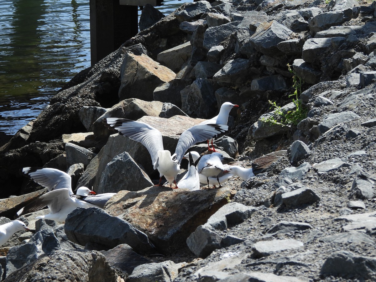 Gaviota Plateada - ML641366848