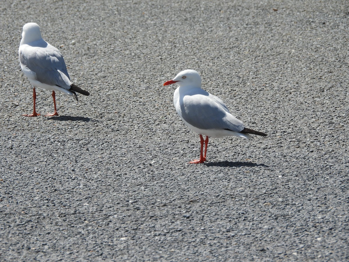 Gaviota Plateada - ML641366849