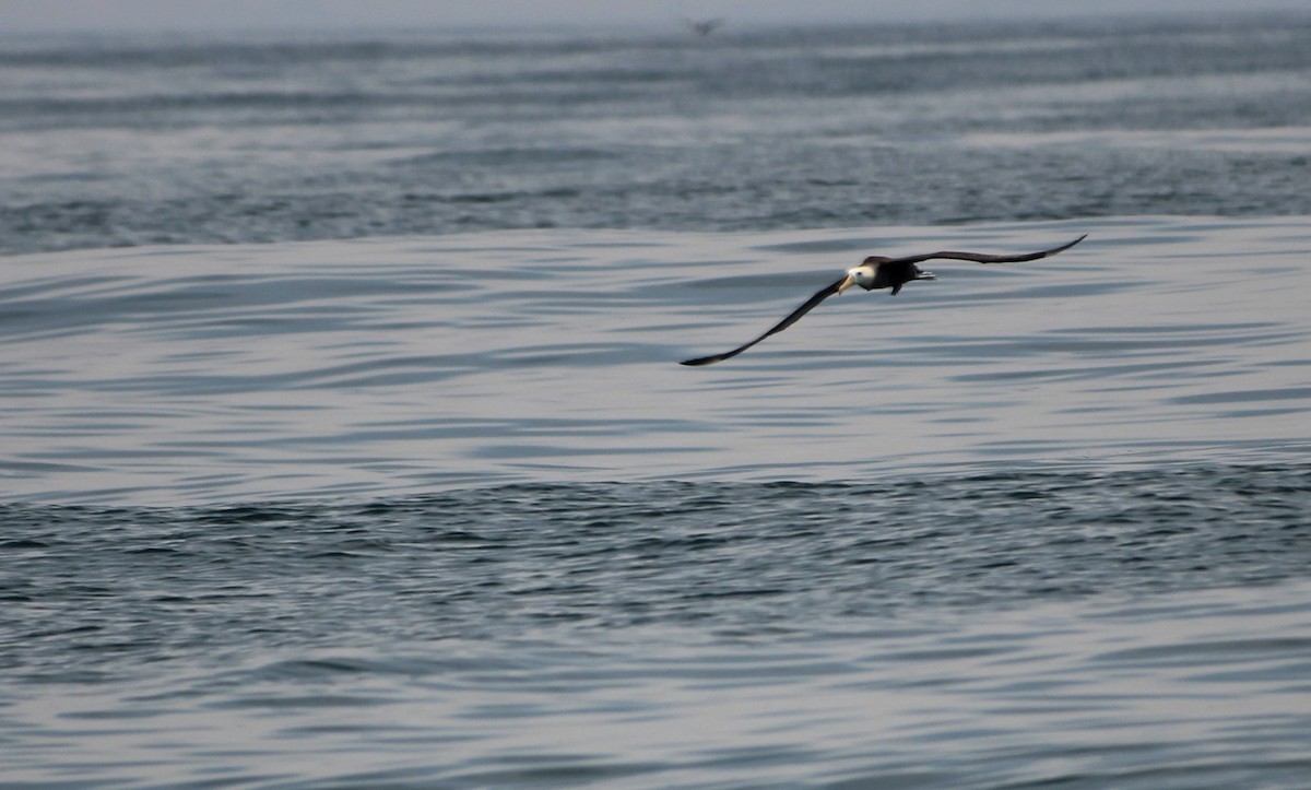 Waved Albatross - ML641366859