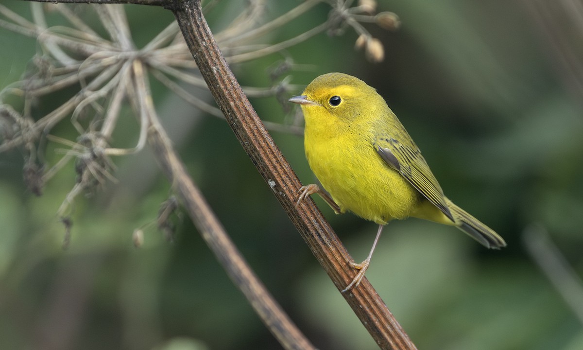 Wilson's Warbler - ML641366870