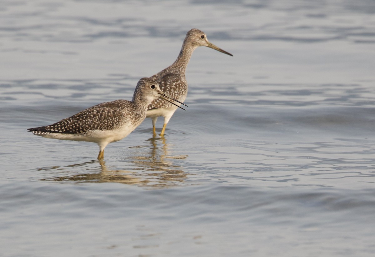 Lesser Yellowlegs - ML641366893