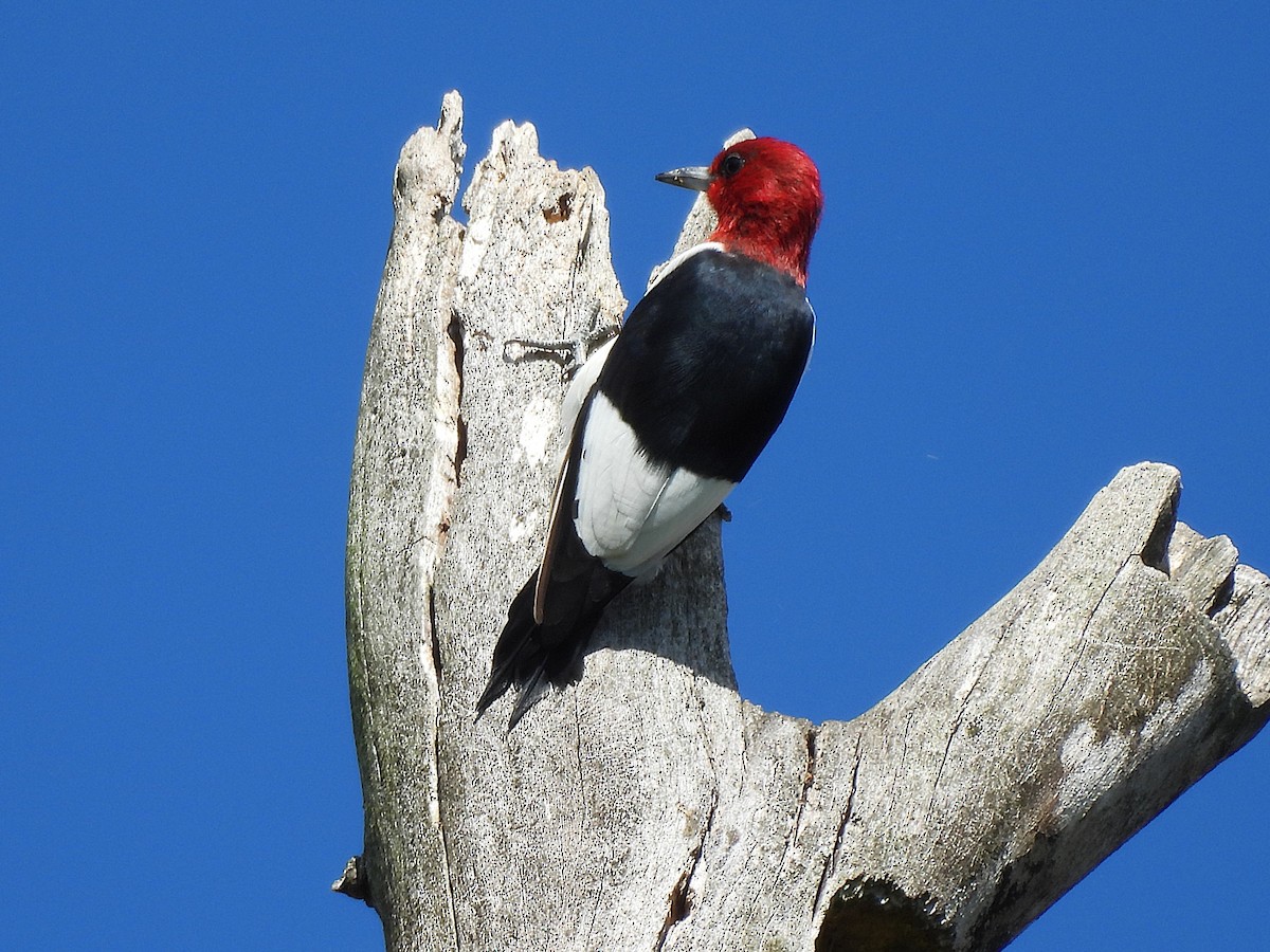 Red-headed Woodpecker - ML641366901
