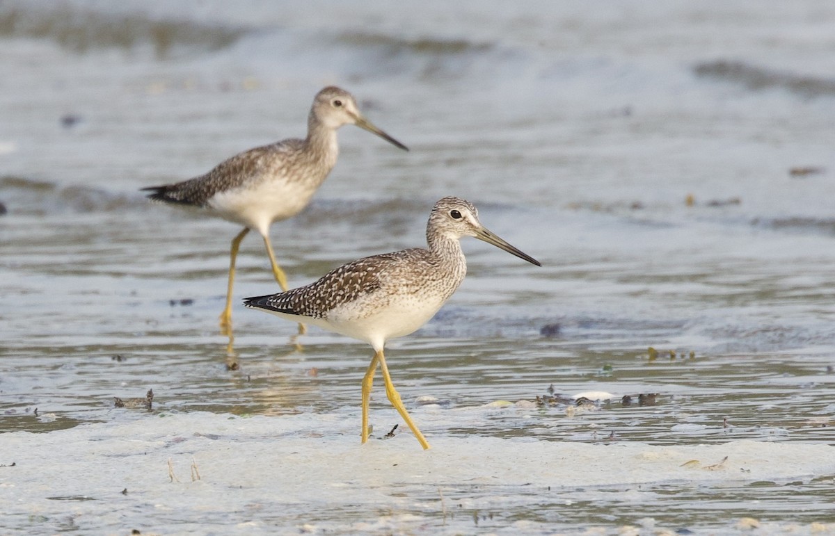 Lesser Yellowlegs - ML641366902