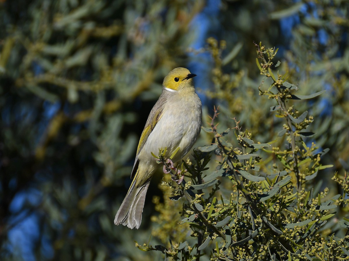 White-plumed Honeyeater - ML641366918