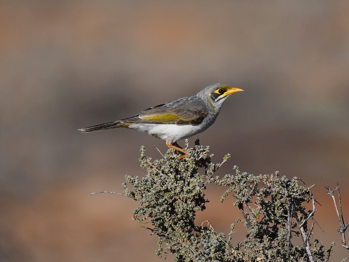 Yellow-throated Miner - ML641366922