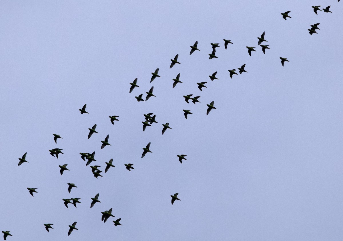 Barred Parakeet - ML641366927