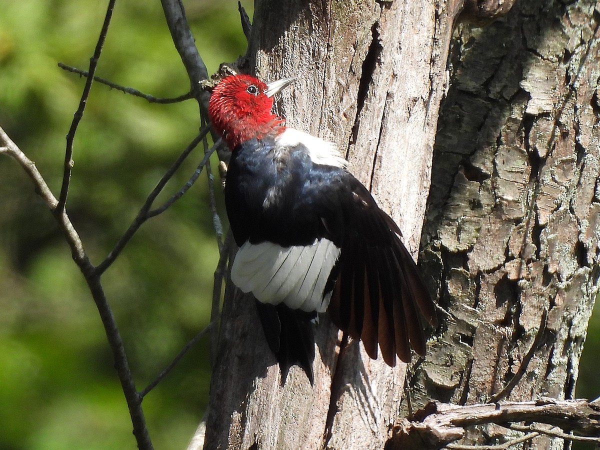 Red-headed Woodpecker - ML641366936