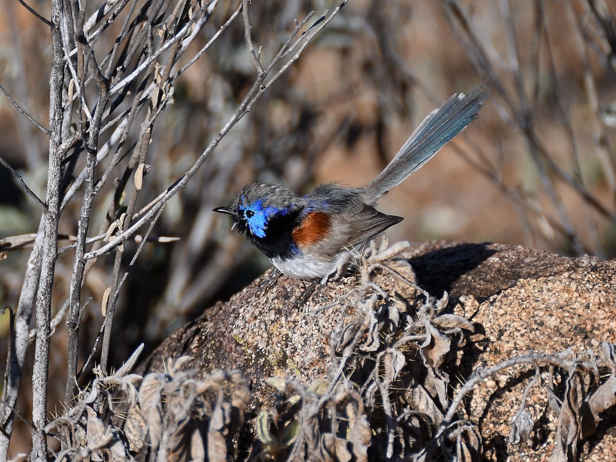 Purple-backed Fairywren - ML641366937