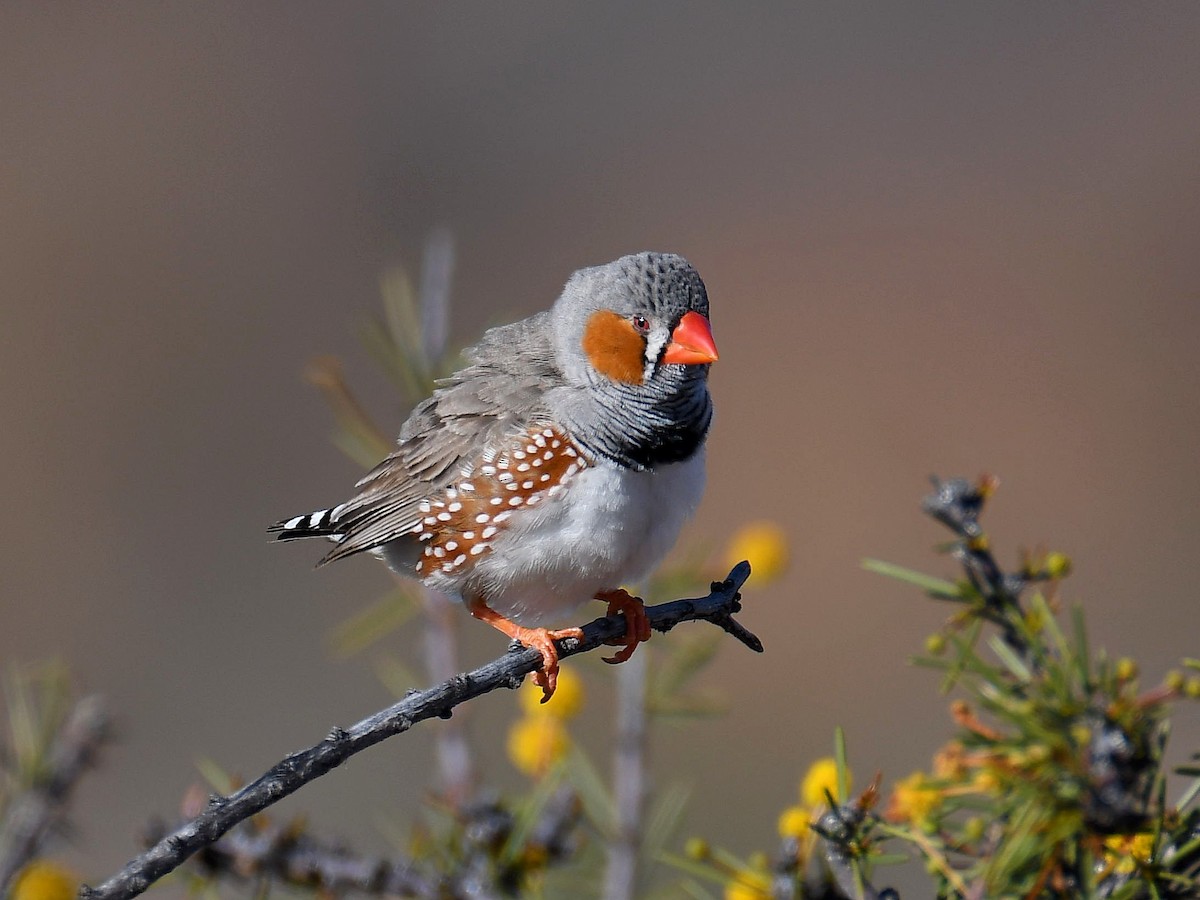 Zebra Finch - ML641366940