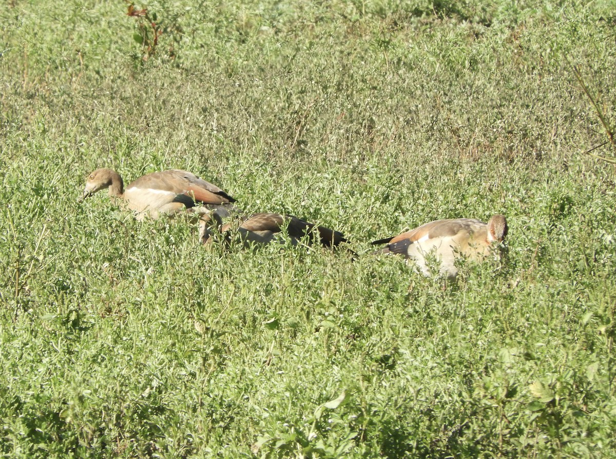 Egyptian Goose - ML641366944
