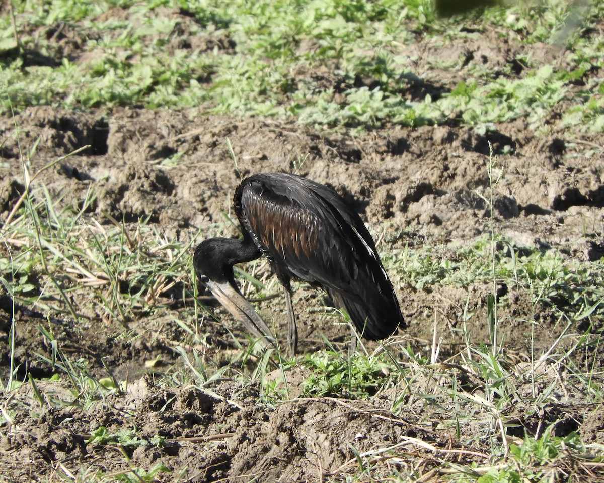 African Openbill - ML641366953