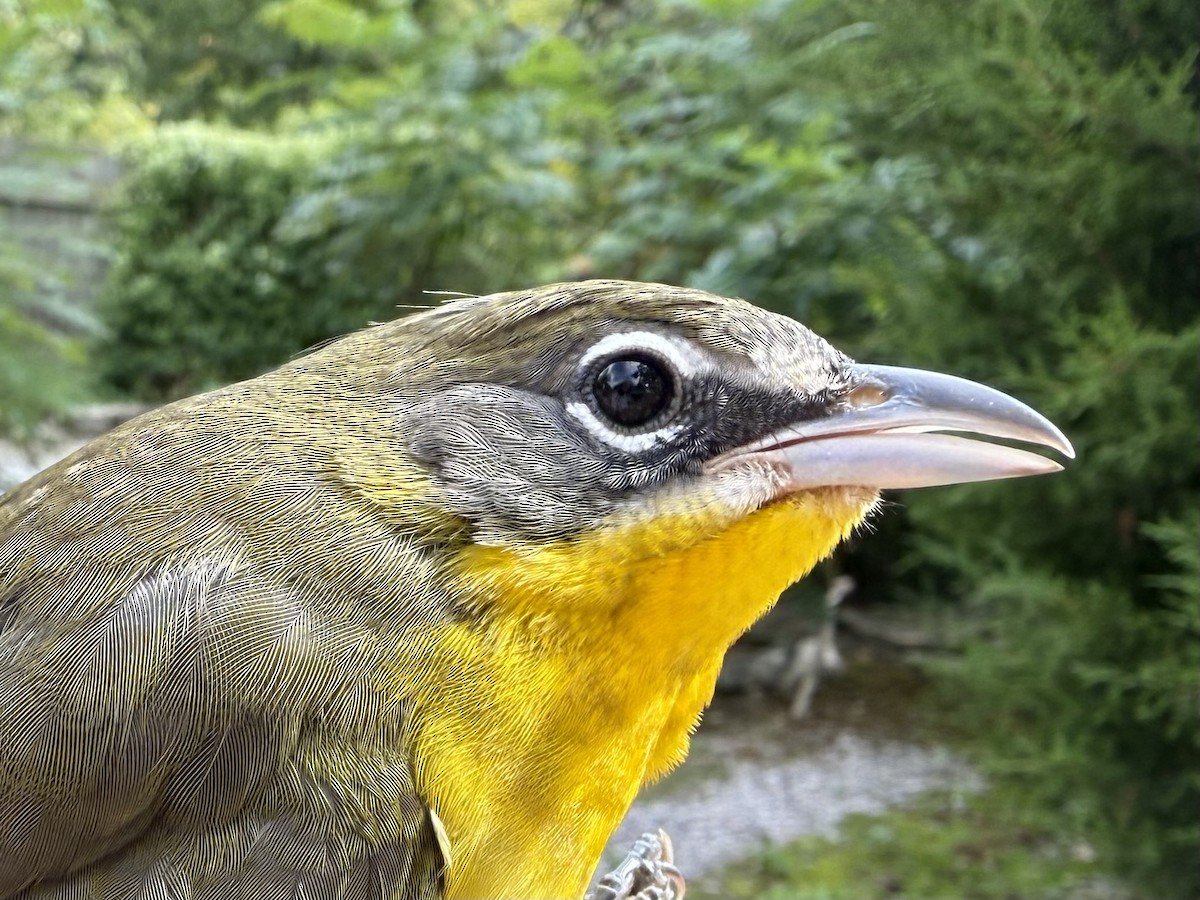 Yellow-breasted Chat - ML641366956