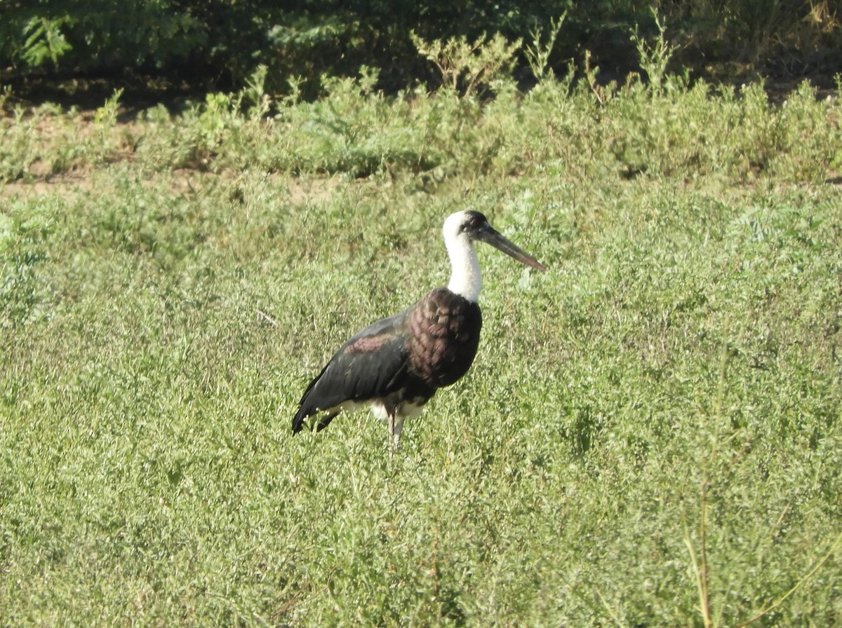 African Woolly-necked Stork - ML641366960