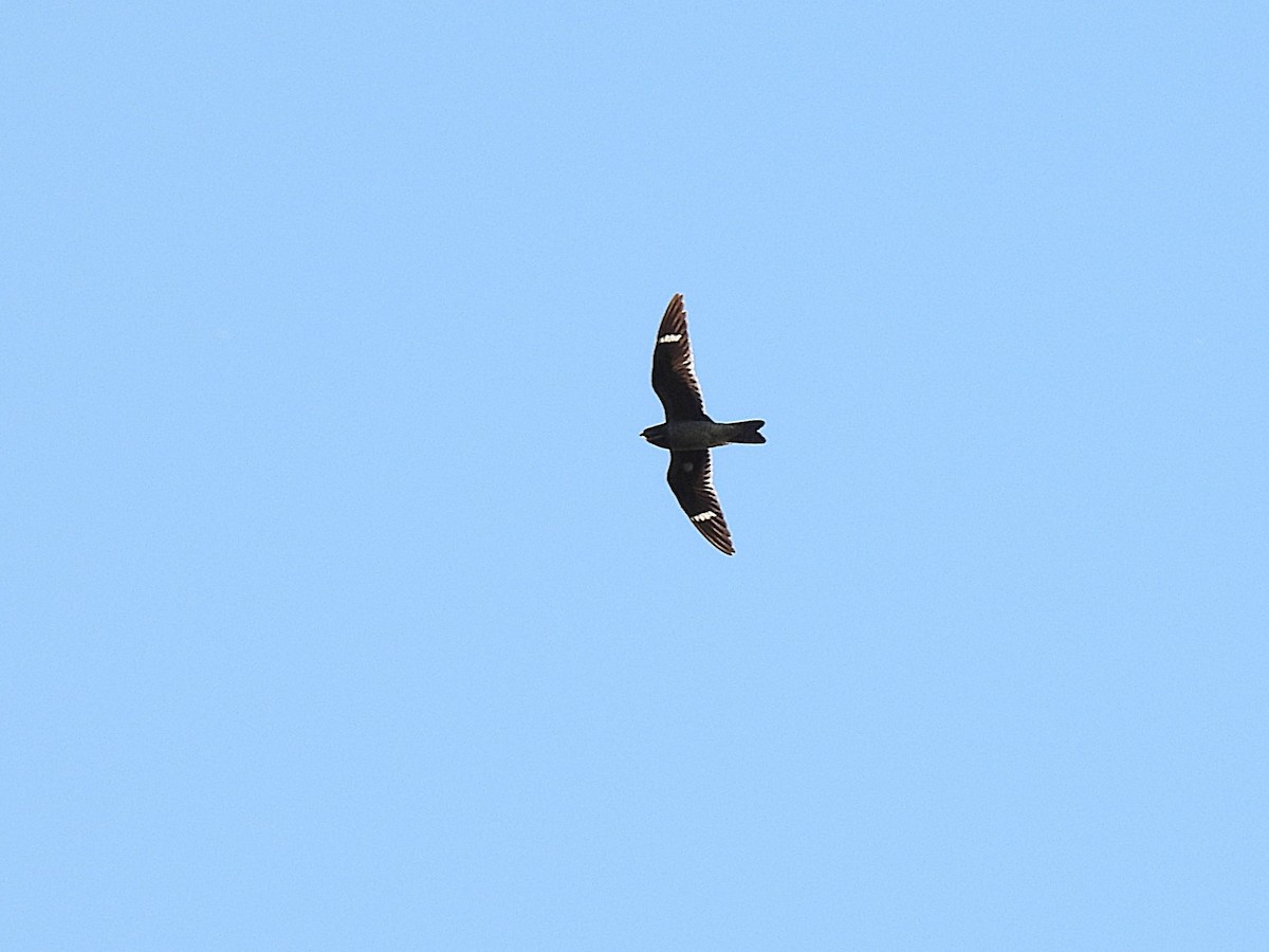 Common Nighthawk - ML641366965