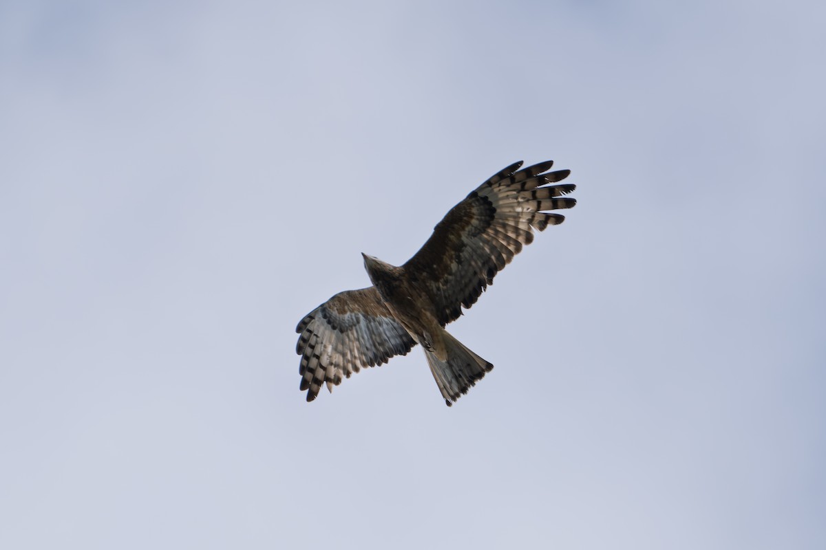 Square-tailed Kite - ML641366971