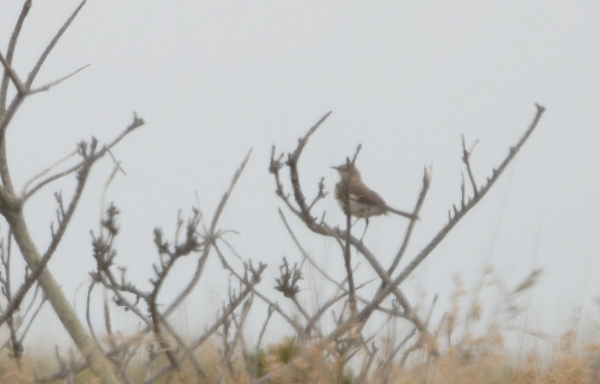 Northern Mockingbird - ML641366975