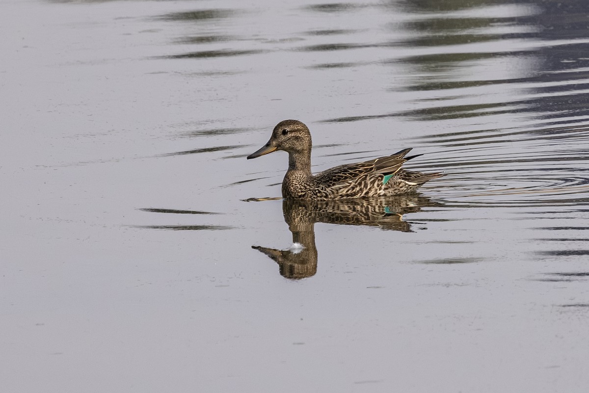 Green-winged Teal - ML641366978