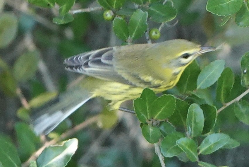 Paruline des prés - ML641366979