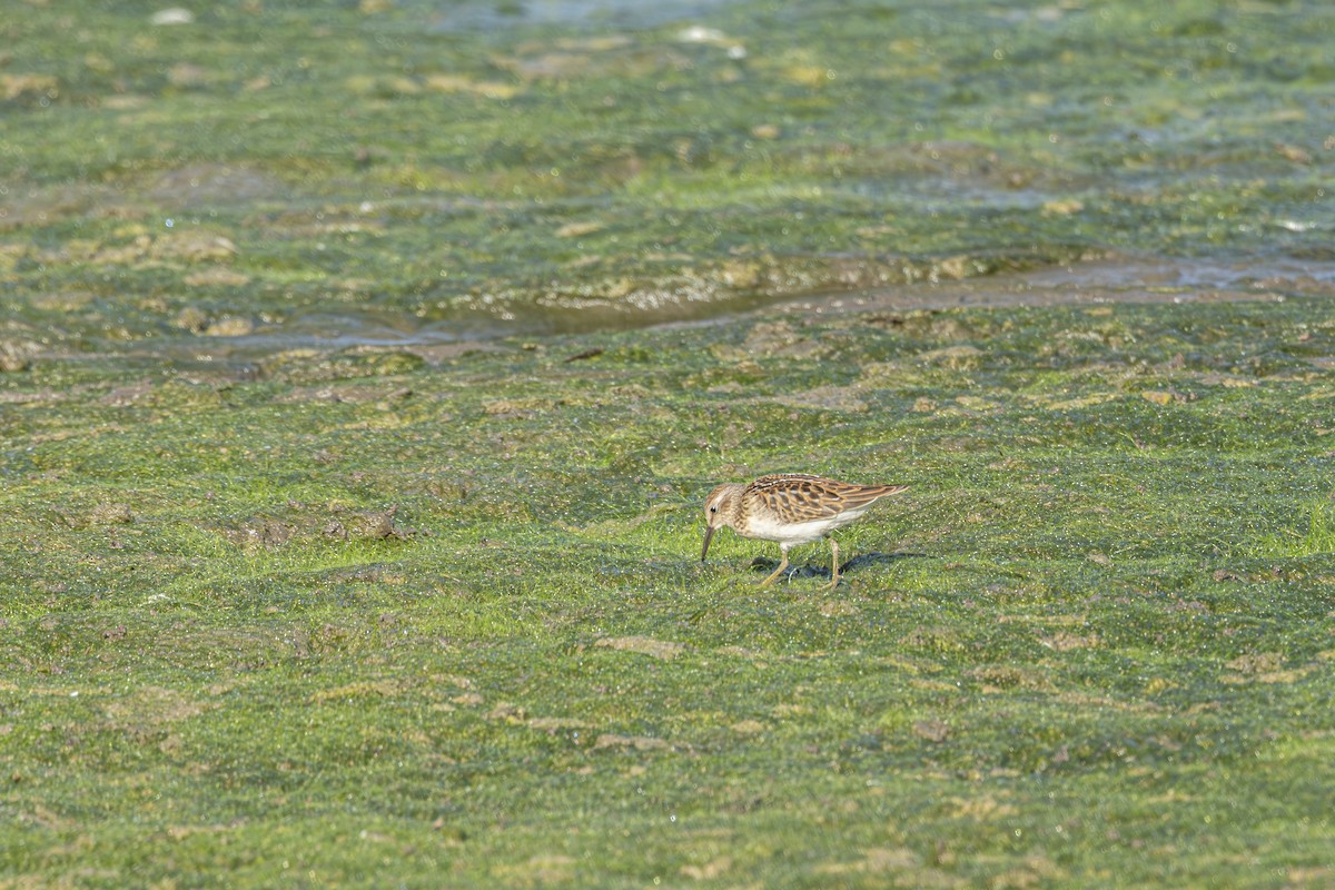 Least Sandpiper - ML641366988