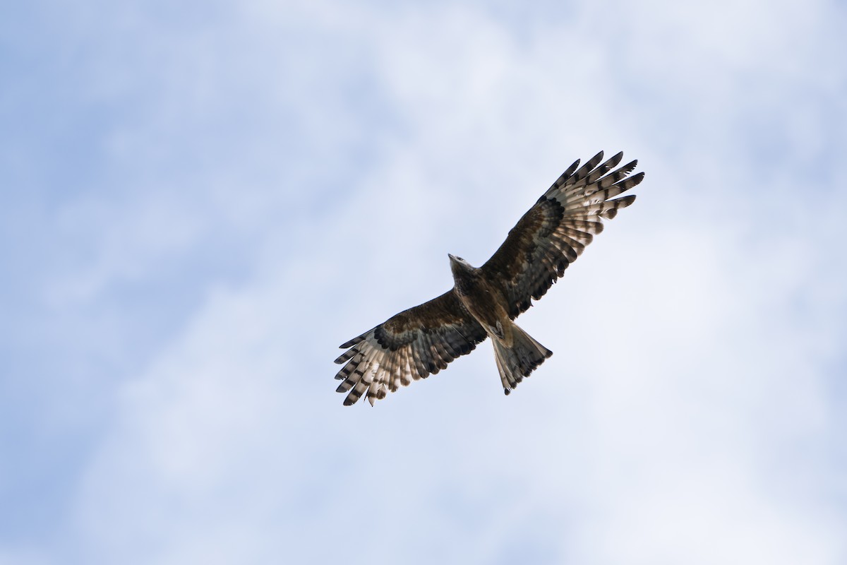 Square-tailed Kite - ML641367012