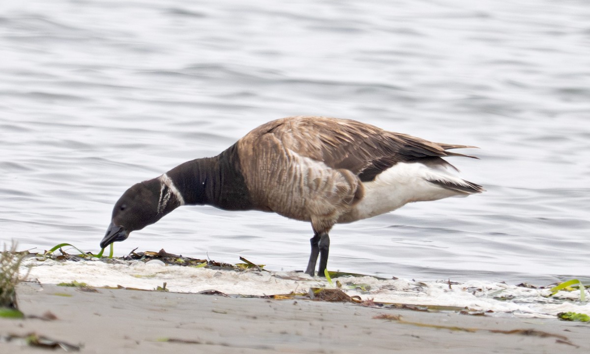 Brant - ML641367043