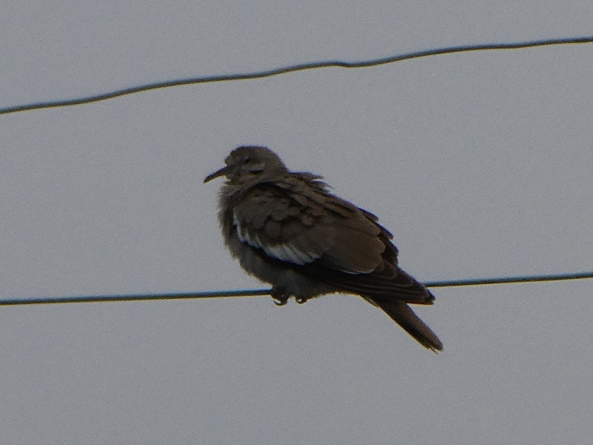 White-winged Dove - ML641367045