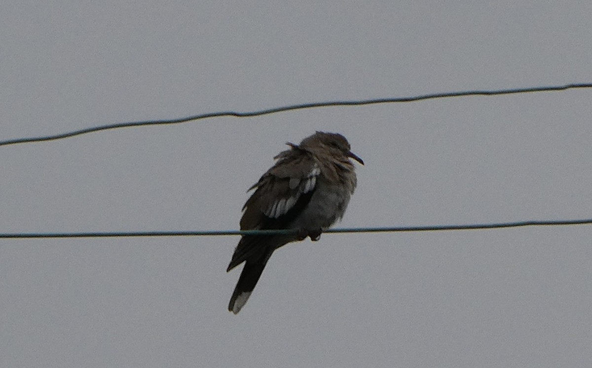 White-winged Dove - ML641367048