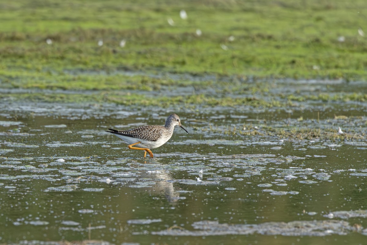 Lesser Yellowlegs - ML641367058