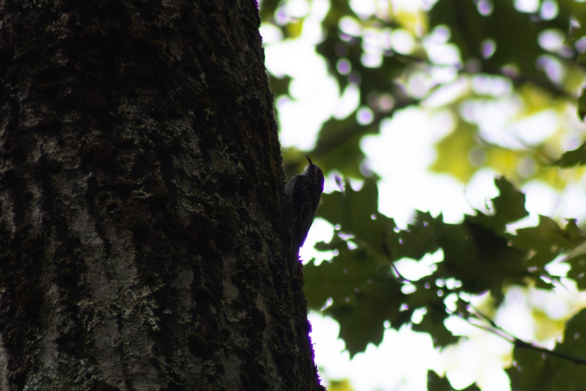 Brown Creeper - ML641367068