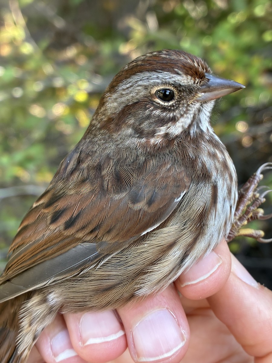 Song Sparrow (montana/merrilli) - ML641367084