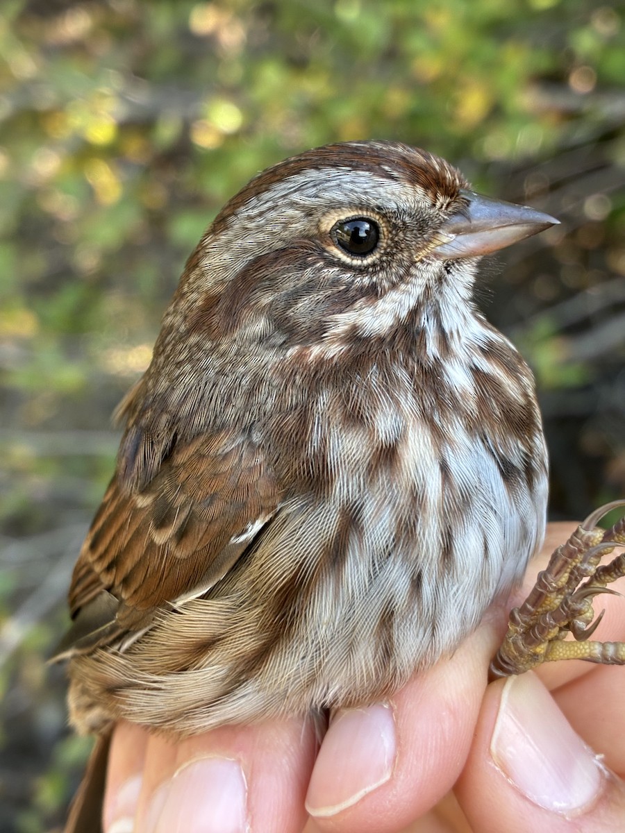 Song Sparrow (montana/merrilli) - ML641367086