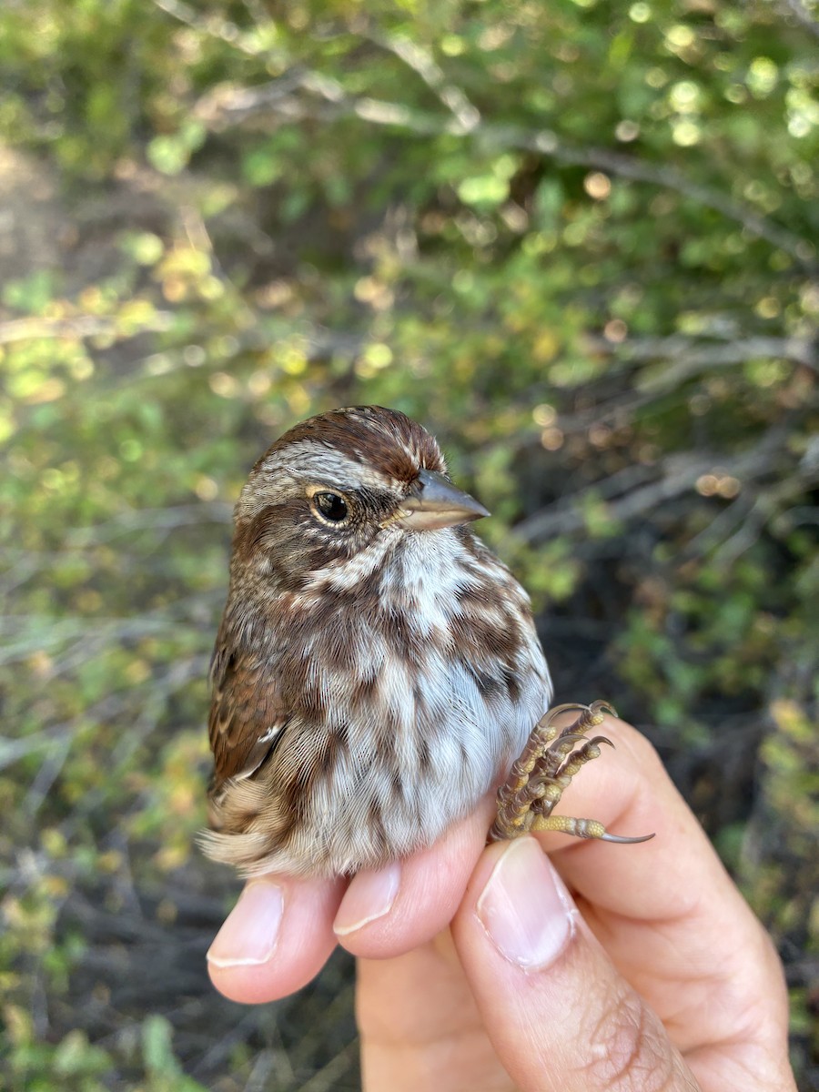 Song Sparrow (montana/merrilli) - ML641367087