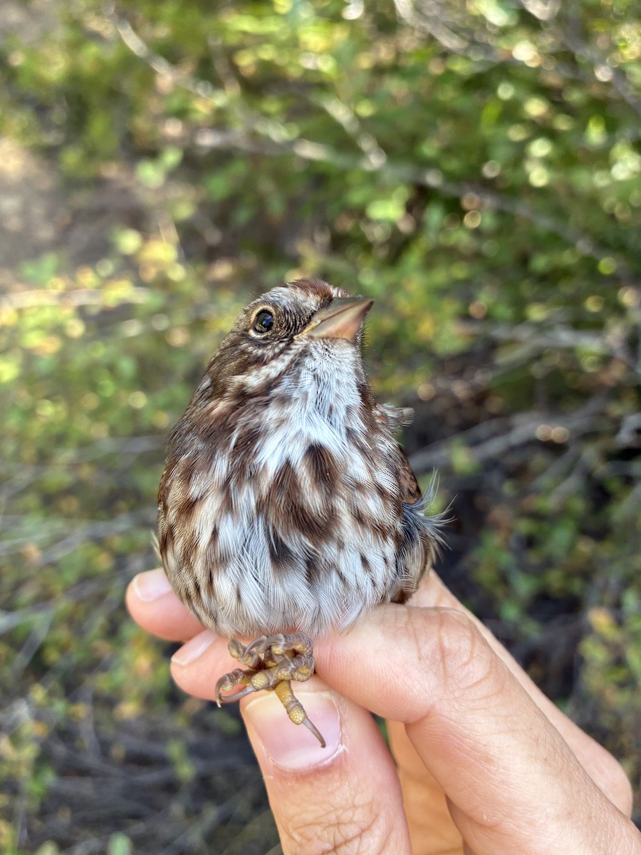 Song Sparrow (montana/merrilli) - ML641367088