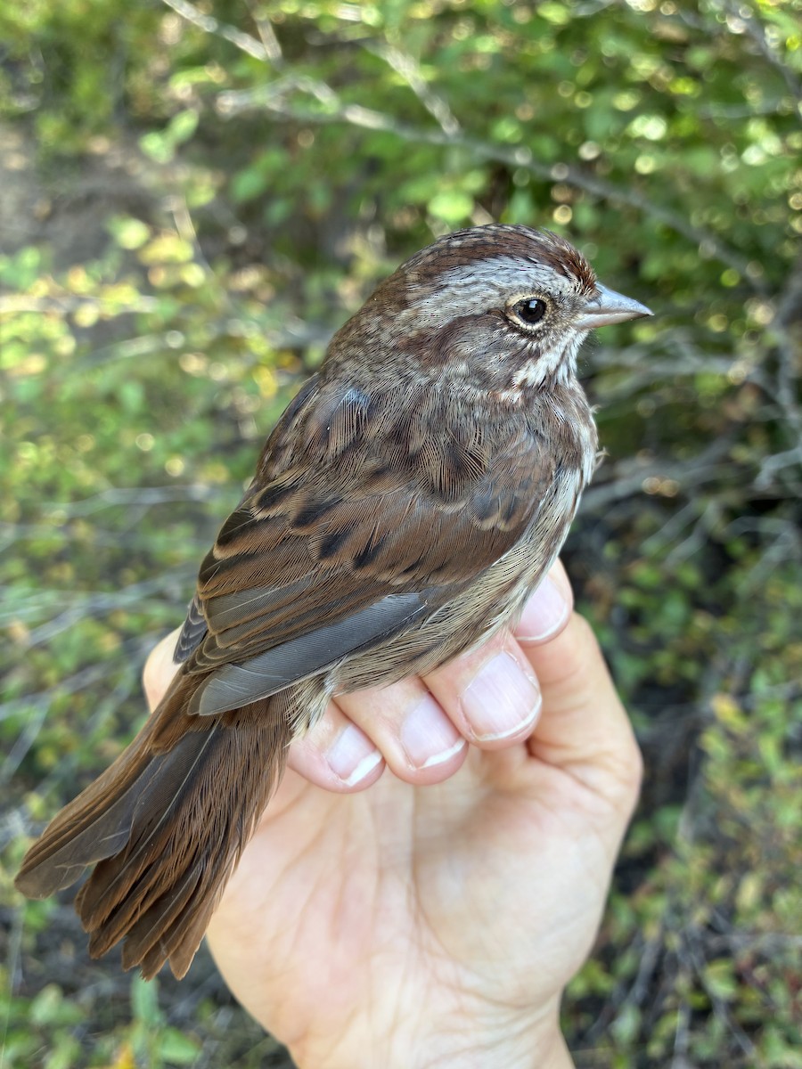 Song Sparrow (montana/merrilli) - ML641367089