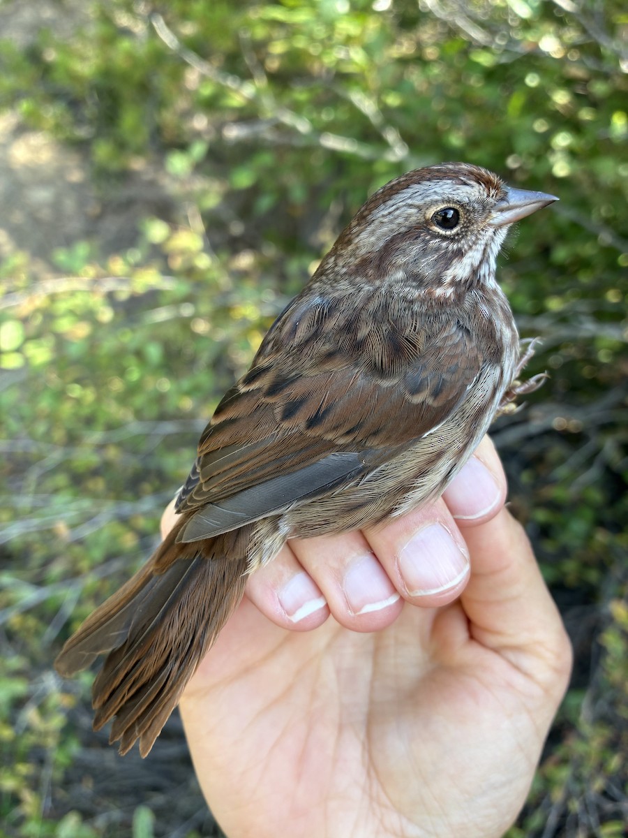 Song Sparrow (montana/merrilli) - ML641367091