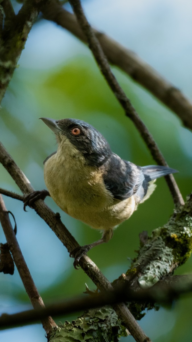 Fawn-breasted Tanager - ML641367108