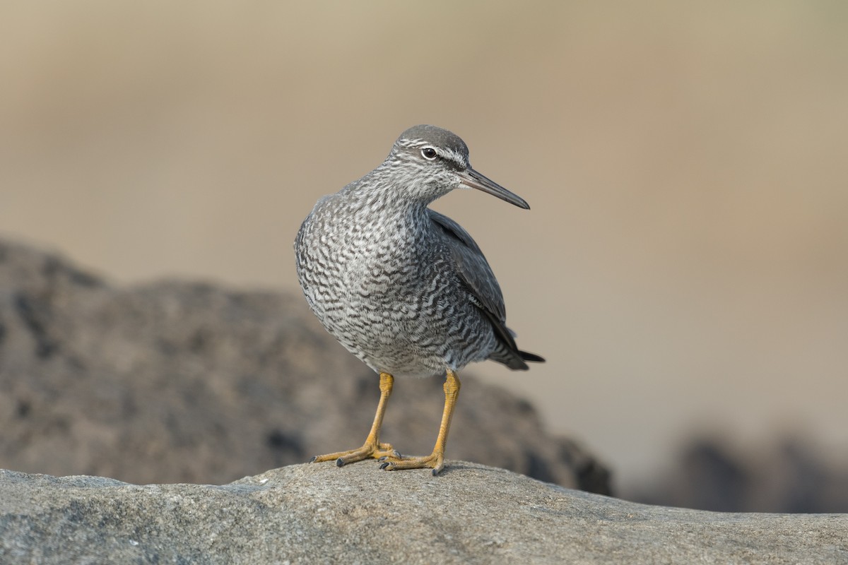 alaskavandresnipe - ML641367150