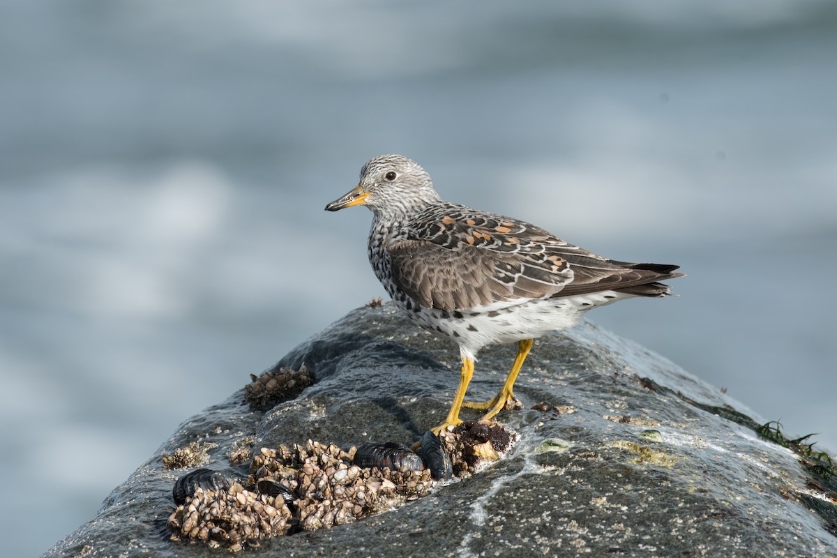 brottsnipe - ML641367157