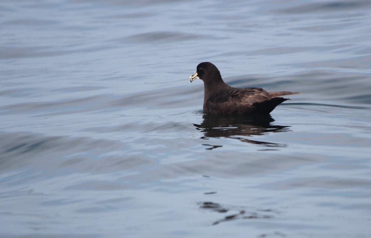 White-chinned Petrel - ML641367186