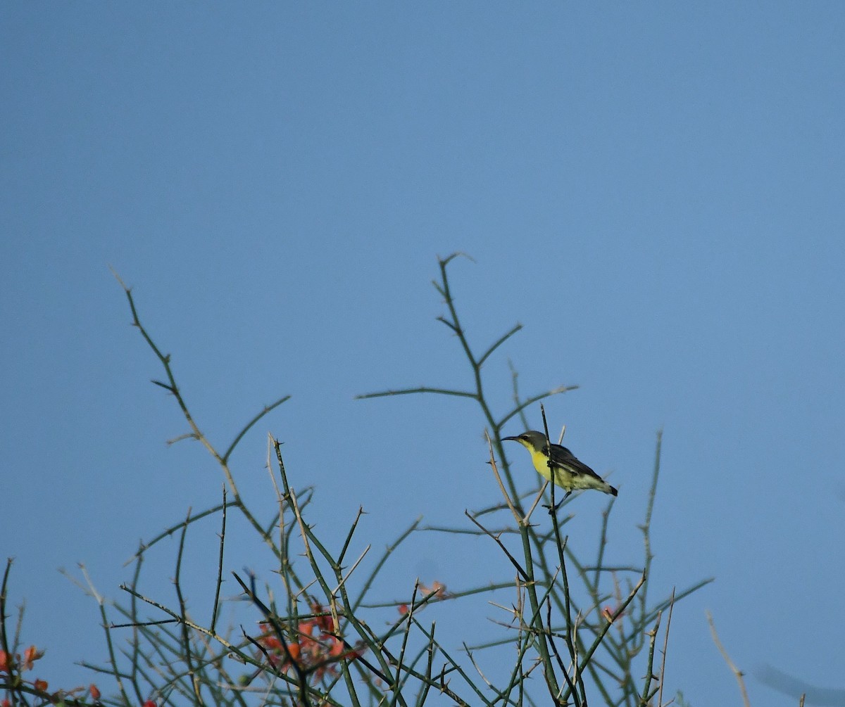 Purple Sunbird - ML641367189