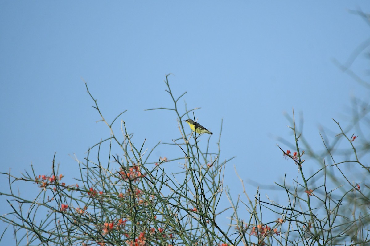 Purple Sunbird - ML641367191