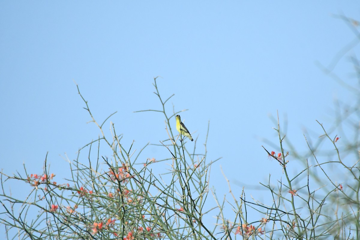 Purple Sunbird - ML641367192
