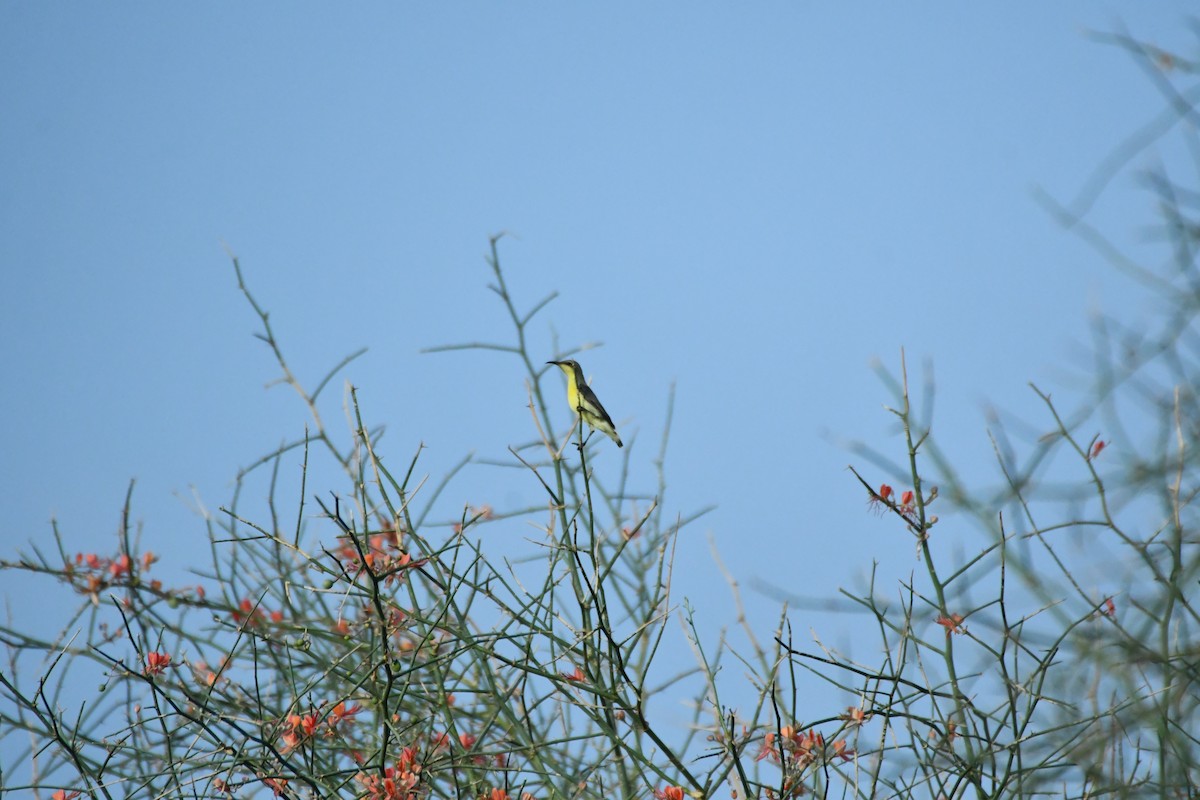 Purple Sunbird - ML641367193