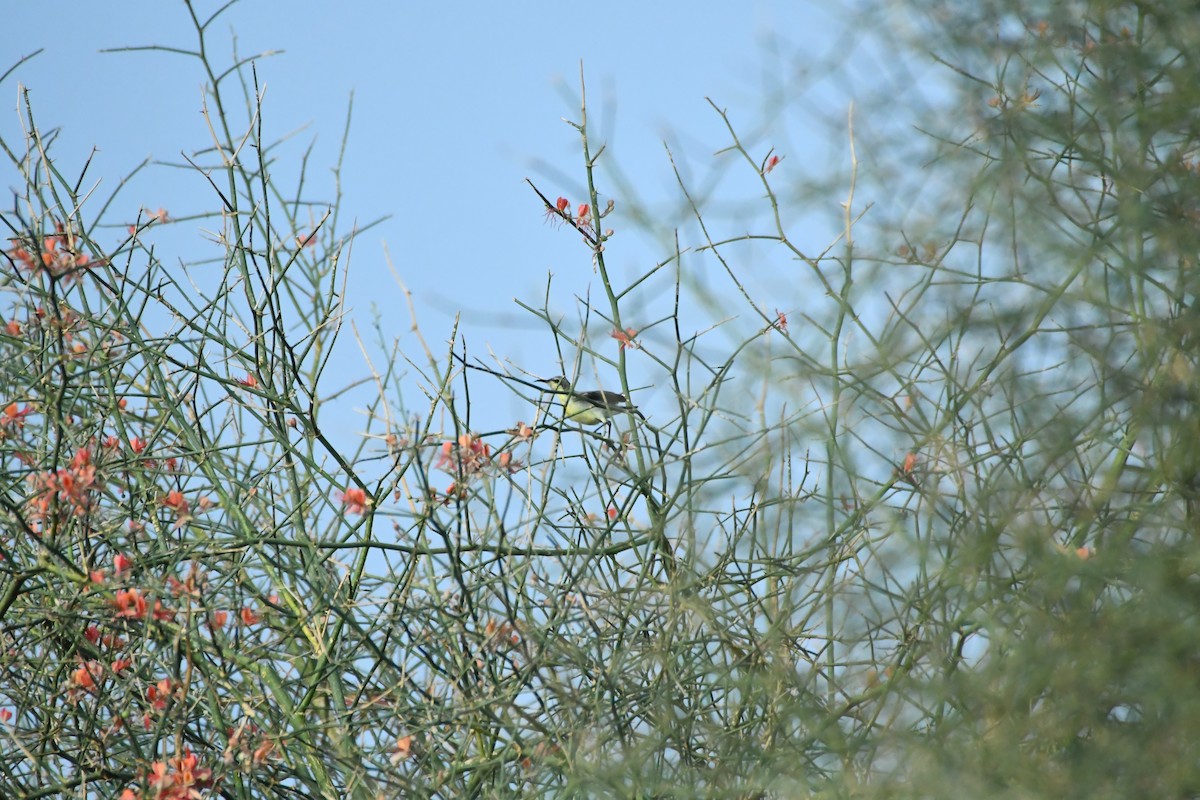 Purple Sunbird - ML641367194