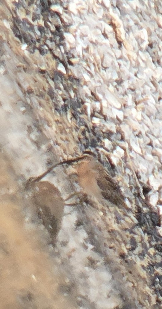 Short-billed Dowitcher - ML641367216
